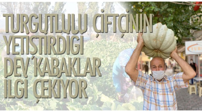 Turgutlulu çiftçinin yetiştirdiği dev kabaklar ilgi çekiyor