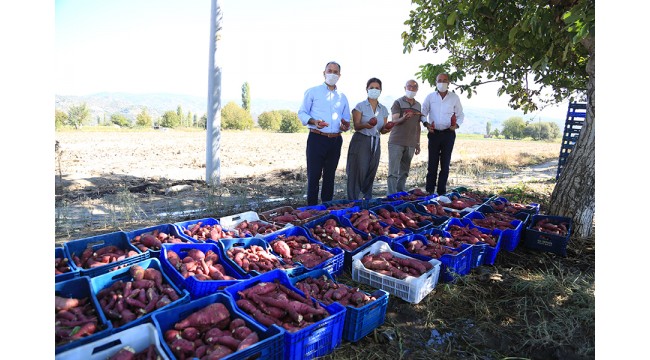 Yöneticiliği bırakıp tarıma yönelen kadın ilk hasadını yaptı