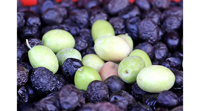Sofralık zeytin ihracatının yaklaşık yüzde 60'ı 3 ülkeye yapıldı
