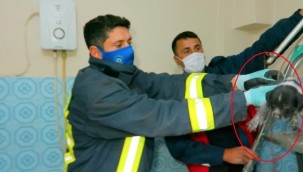 Havalandırma boşluğuna düşen yavru av köpeği kurtarıldı (VİDEO)