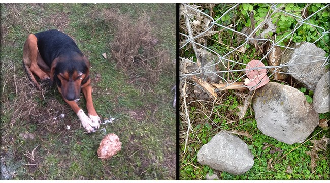 Köpekleri zehirleyen tarla sahibi hakkında işlem başlatıldı