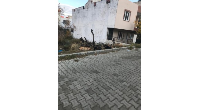  Mahalle sakini Gürtenekeci: Ne olur sokak hayvanlarına bir yuva bulalım!
