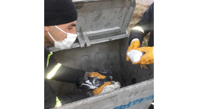 Temizlik işçileri poşetle çöp konteynerine atılmış 3 güvercin buldu