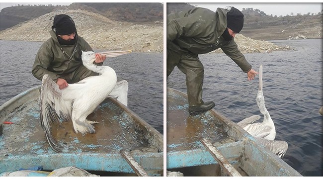Balıkçı ağına takılan tepeli pelikanı doğa koruma ekipleri kurtardı