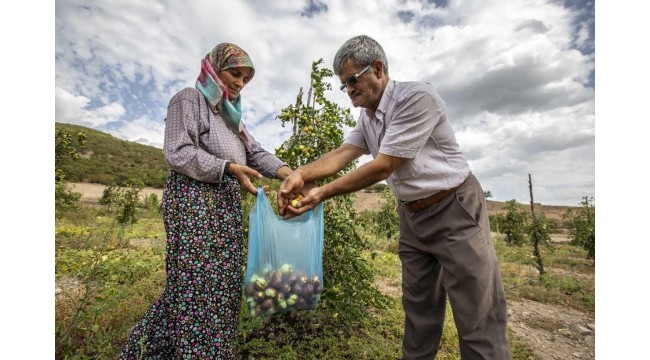 Demirci ormanları 'Hünnap' ile şifa ve gelir kaynağı olacak