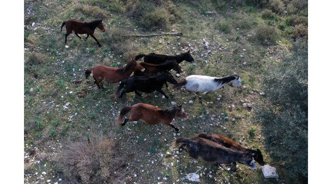 Gediz Deltası'nın yılkı atları