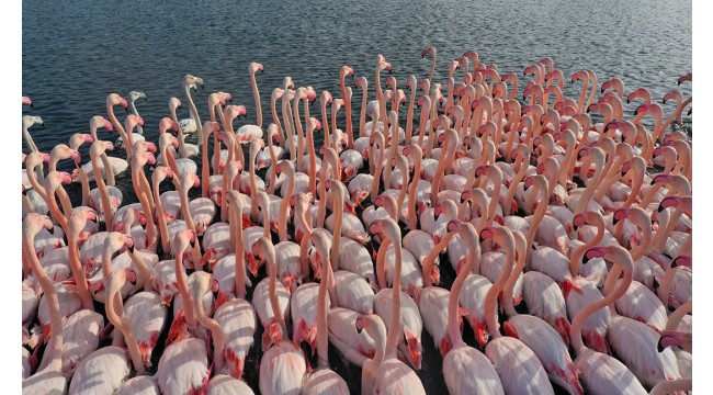 İzmir'de flamingolar körfezi şenlendiriyor