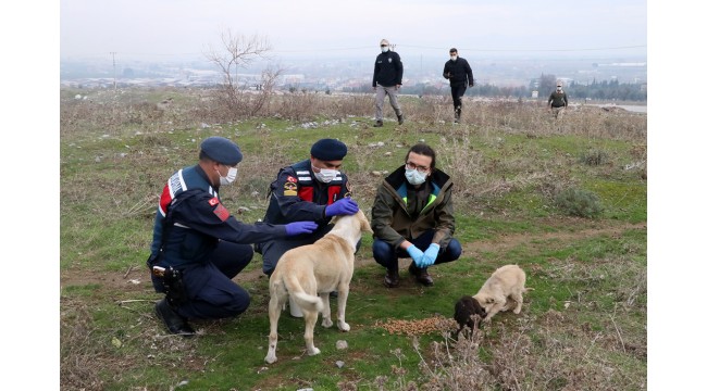 Kısıtlama günlerinde sokak hayvanları unutulmadı