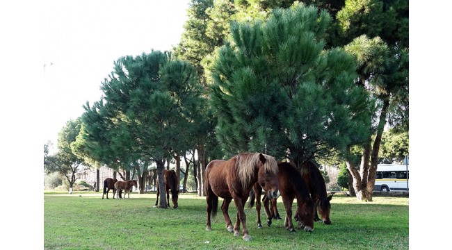  Manisa'da yabani yılkı atları, şehre indi