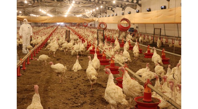 Manisa, hindi ve piliçte yaklaşık 30 milyon besi kapasitesine ulaştı