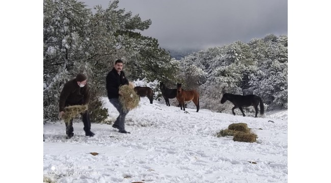 Yaban hayvanları için Spil Dağı Milli Parkına yem bırakıldı