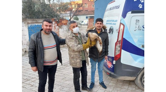 Yaralı halde bulunan kızıl şahin tedaviye alındı