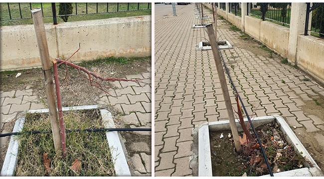 Yeni dikilen ağaç fidanlarını kırdılar