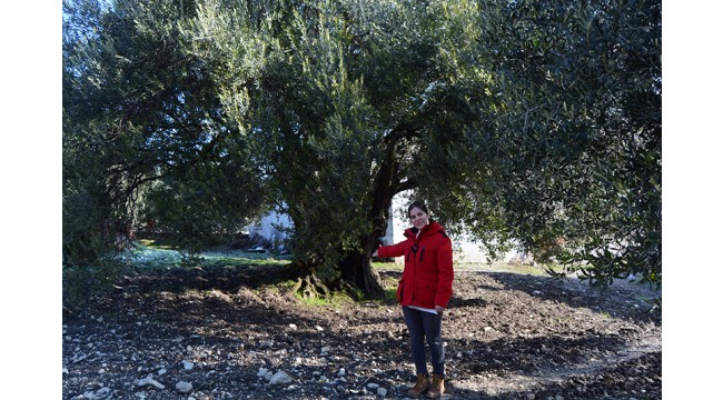 Anıt zeytin ağaçlarına sahip Soma, zeytincilikte atağa geçiyor