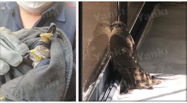 Dairenin terasında mahsur kalan atmacayı itfaiye kurtardı