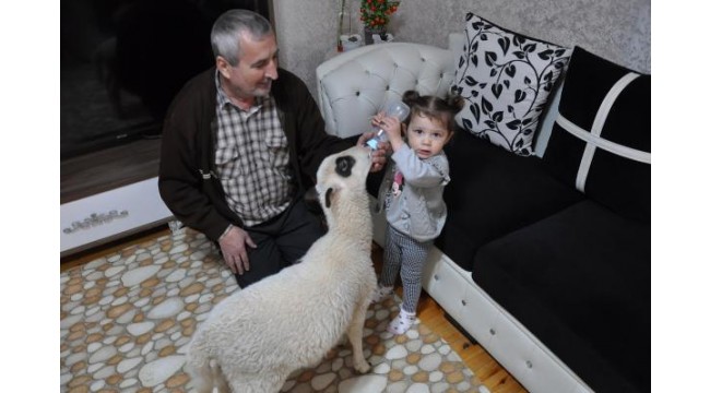 2 yaşındaki Ela kuzusunu biberonla besliyor