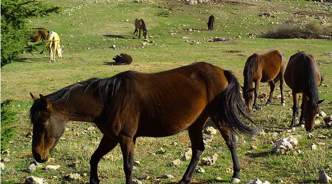 Manisa'da biyolojik çeşitlilik envanter çalışması kapsamında belirlenen 2 bin 618 canlı türü korunacak