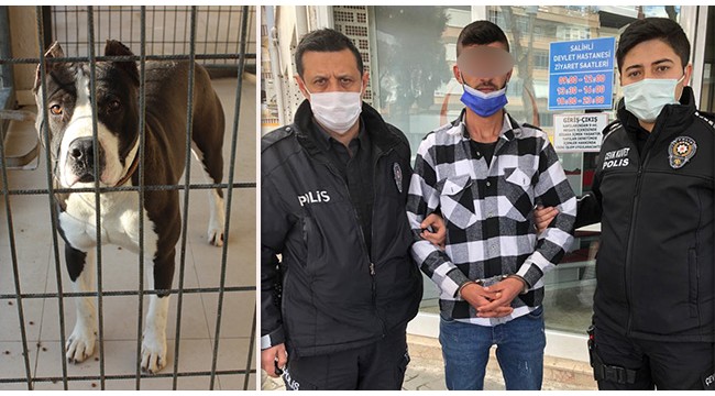 Salihli'de pitbull dehşeti: 2 polis yaralandı