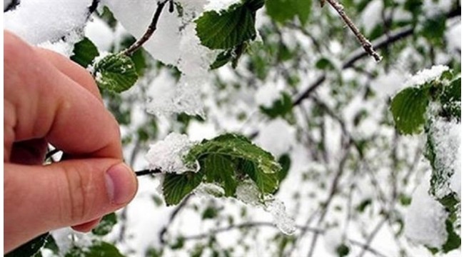 Turgutlu'da 'zirai don' bekleniyor!