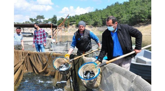 Denizi olmayan Manisa'dan dünyaya balık ihracı