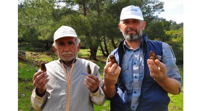 Doğada kendiliğinden yetişen kuzugöbeği mantarının kilosu 200 liradan satılıyor