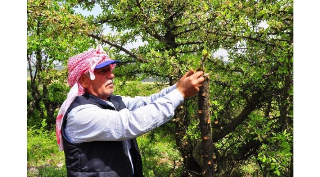Kuşlar aç kalmasın diye dağ tepe dolaşıp ağaçları aşılıyor