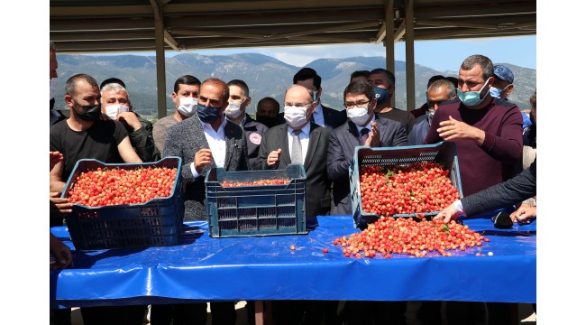 Sezonun ilk kirazı, açık artırmada kilogramı 500 liradan satıldı