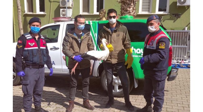 Tel çitlerde yaralı bulunan leylek tedaviye alındı 