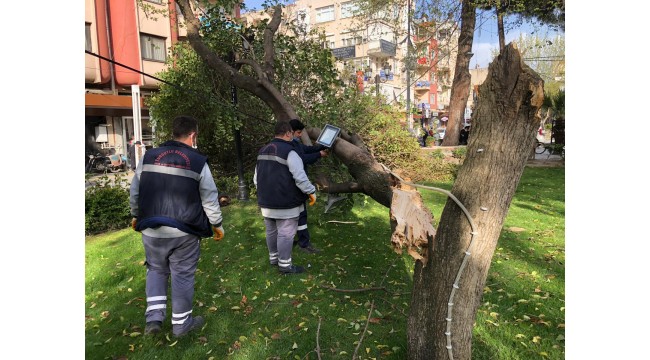 Turgutlu’da fırtınada ağaçlar devrildi