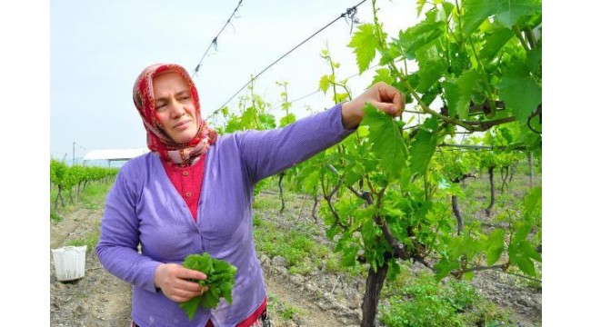 Avrupa ve Orta Doğu ülkelerine, üzümden sonra Manisa yaprağı ihracatı
