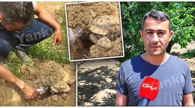 Bitkin haldeki kaplumbağaya su içirdi