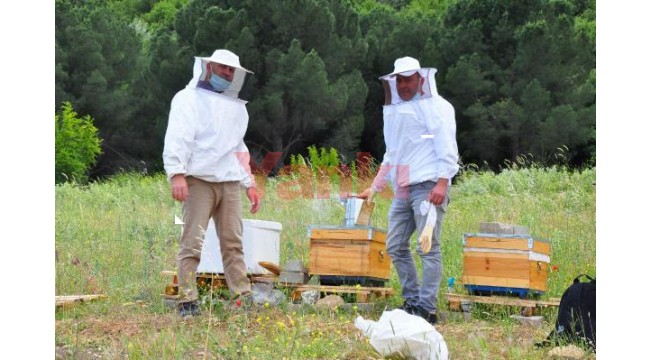 Kovanlar, içindeki arılarla birlikte çalındı