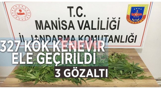 Manisa'da 327 kök kenevir ele geçirildi: 3 gözaltı