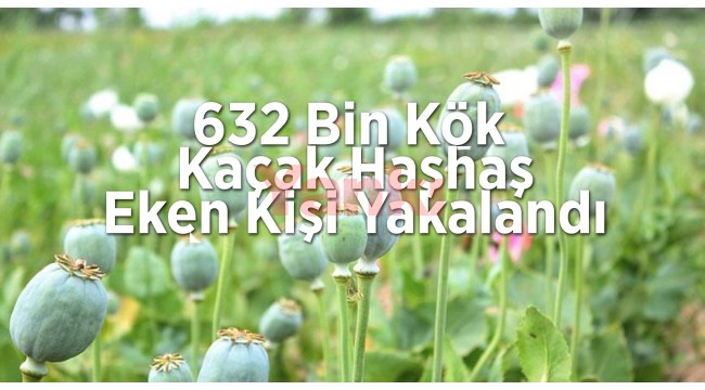 Manisa'da 632 bin kök kaçak haşhaş eken kişi yakalandı