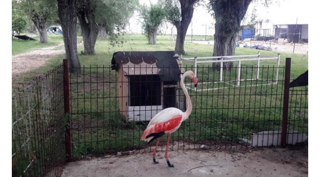 Yaralı flamingoya protez bacak yaptı
