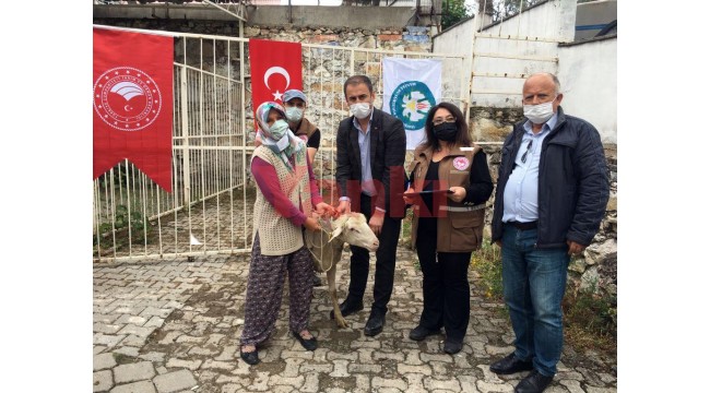 140 damızlık koç üreticilere teslim edildi
