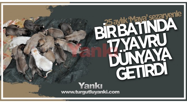25 aylık 'Maya' sezaryenle bir batında 17 yavru dünyaya getirdi
