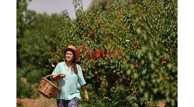 "Dede mirası" organik tarım için yöneticiliği bırakan kadın girişimci semt pazarlarıyla tüketiciye ulaşıyor