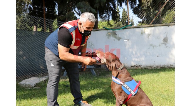 Dedektör köpek Volta'nın "emekliliği" eğitmeni jandarma personelini üzdü