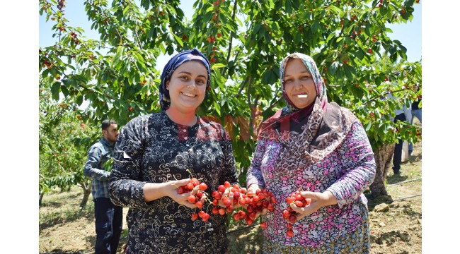 Erkenci kirazda ihracat sezonu hareketli başladı