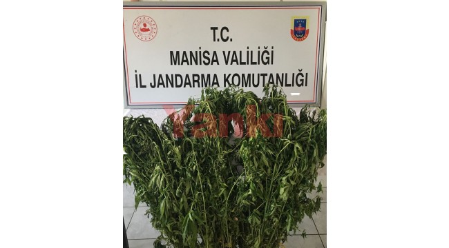 Kayrak'ta ormanlık arazide 125 kök Hint keneviri ele geçirildi