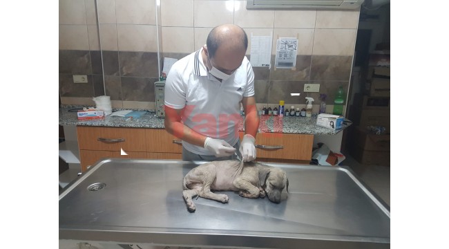 Köpek yavrusuna eziyet eden kişiye 1033 lira ceza uygulandı