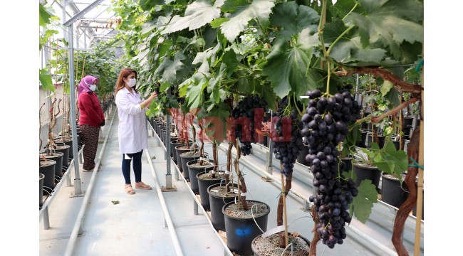 Serada üretilen "Spil karası" üzümünde sezonun ilk hasadı yapıldı