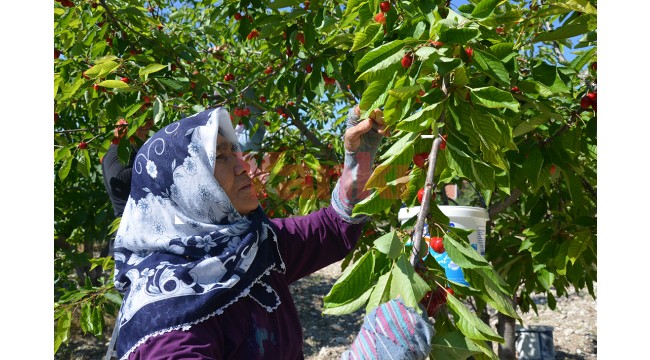 Yüksek rakımda yetişen kiraz, ihraç fiyatıyla üreticinin yüzünü güldürdü