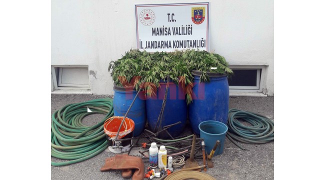 475 kök Hint keneviri ele geçirildi
