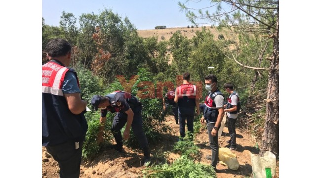 590 kök Hint keneviri ele geçirildi