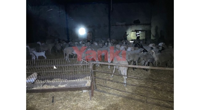 Çalıntı kamyonetle küçükbaş hayvan hırsızlığı yapan 2 kişiye suçüstü