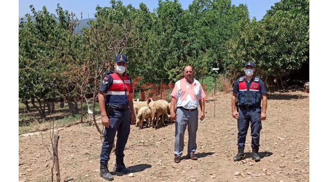 Kaybolan 13 küçükbaş hayvanı jandarma buldu