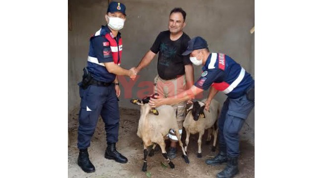 Kaybolan kuzuları bulan jandarma, sahibine teslim etti