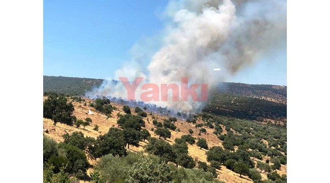 Manisa Yunt Dağındaki makilik yangını rüzgar engeline takıldı